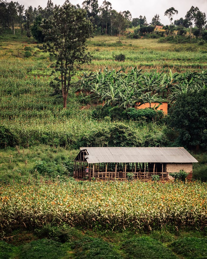 about-us-01 Aerial view of a rustic barn surrounded by lush green fields in the countryside.