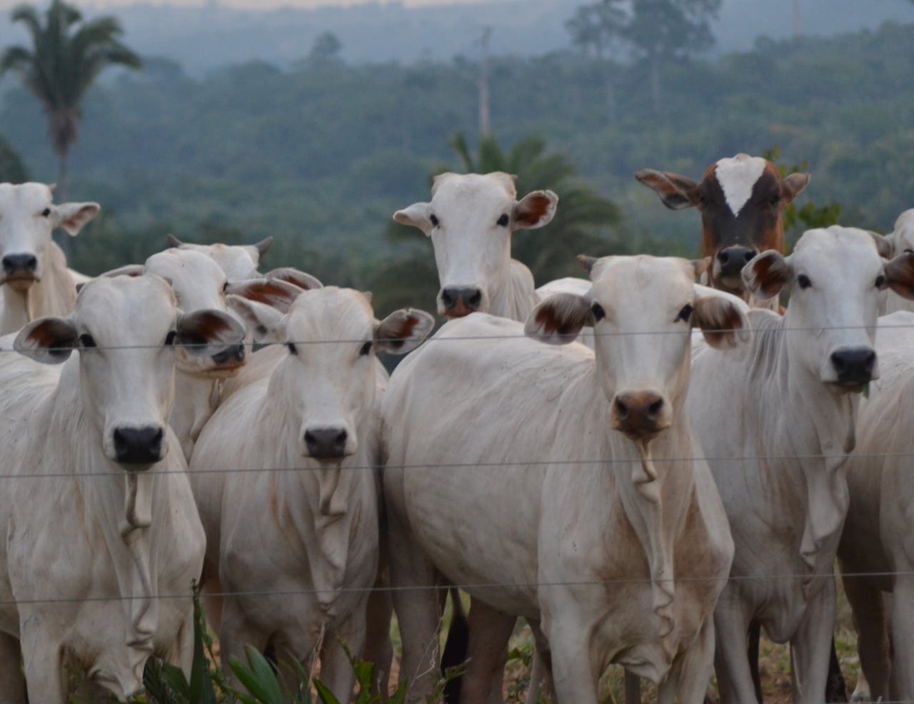 about-us-02 Group of Nelore cattle standing behind a fence on a ranch with a forested backdrop.