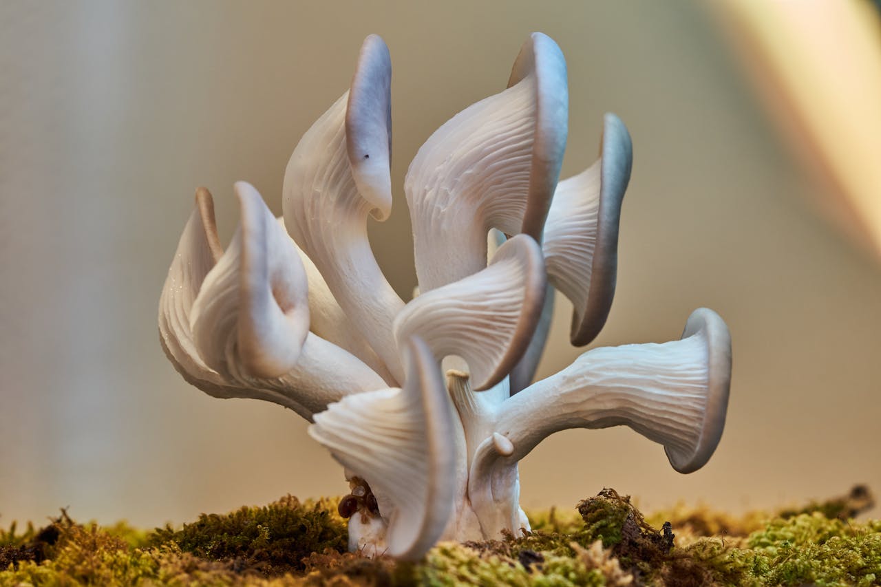 about-us-02 Detailed close-up of oyster mushrooms with rich textures on a bed of moss, showcasing natural beauty.