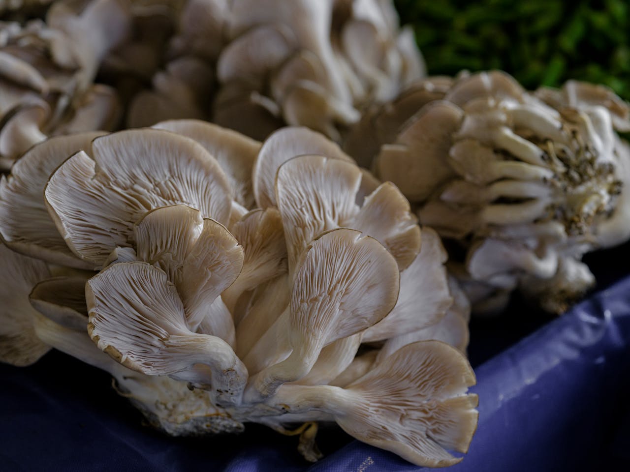 services-01 Detailed close-up of fresh oyster mushrooms displayed at a local market for sale.