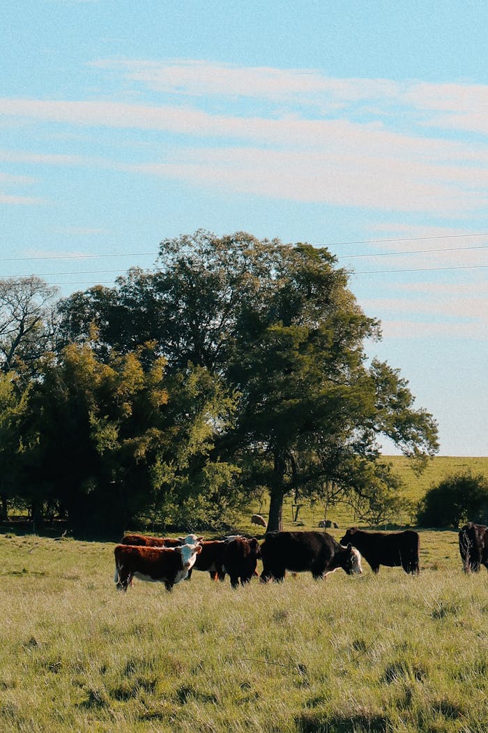 about-us-01 Peaceful scene of cattle grazing under trees in Melo, Uruguay.